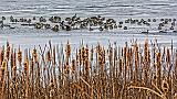 Geese On Ice_31578-9